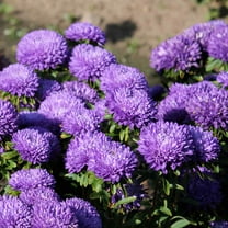 Aster Seeds - Aster Callistephus Tall Double Gremlin Flower Seed - 2000 Seeds