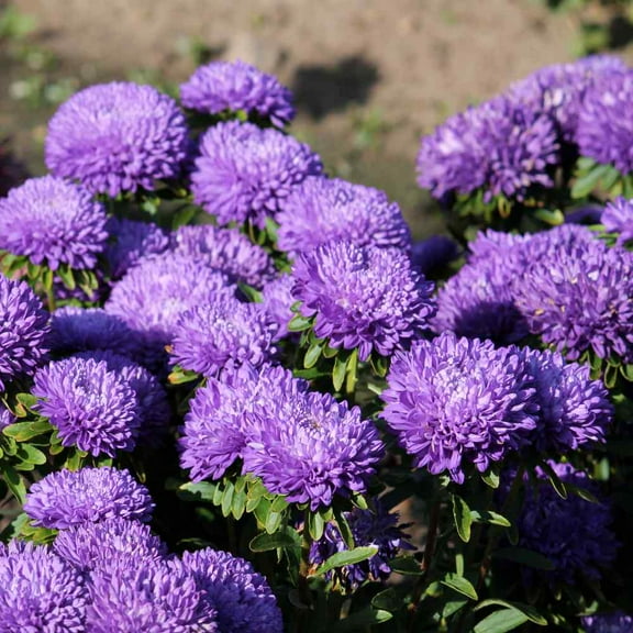 Aster Seeds - Aster Callistephus Tall Double Gremlin Flower Seed - 2000 Seeds