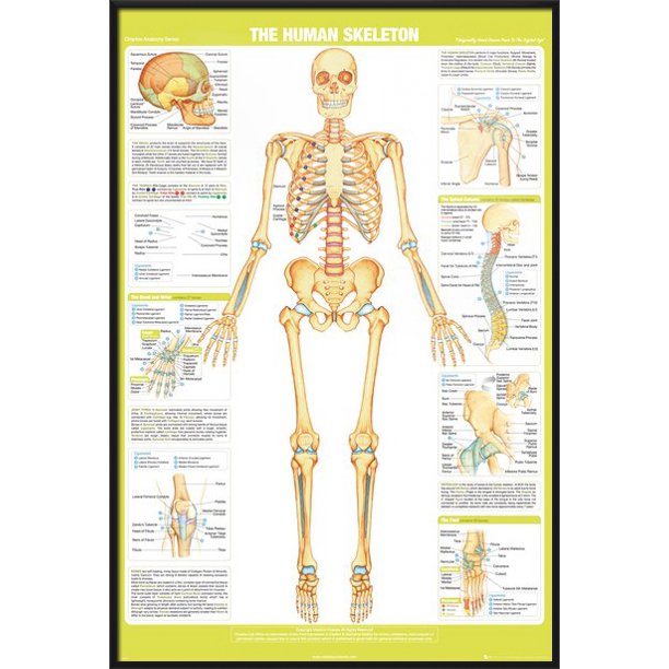 The Human Skeleton Framed Educational Poster / Print (Bones