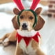 thumbnail image 4 of Collar de perros de Navidad con collares clásicos de campana collares navideños para gatos mascotas de perros, 4 of 5
