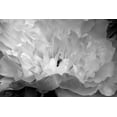 thumbnail image 2 of Moore, Brian 24x17 Gold Ornate Wood Framed with Double Matting Museum Art Print Titled - Macro Flower II, 2 of 4