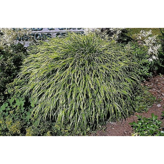 Japanese Forest Grass - Hakonechloa albo-striata - Shade Lover - 4" Pot