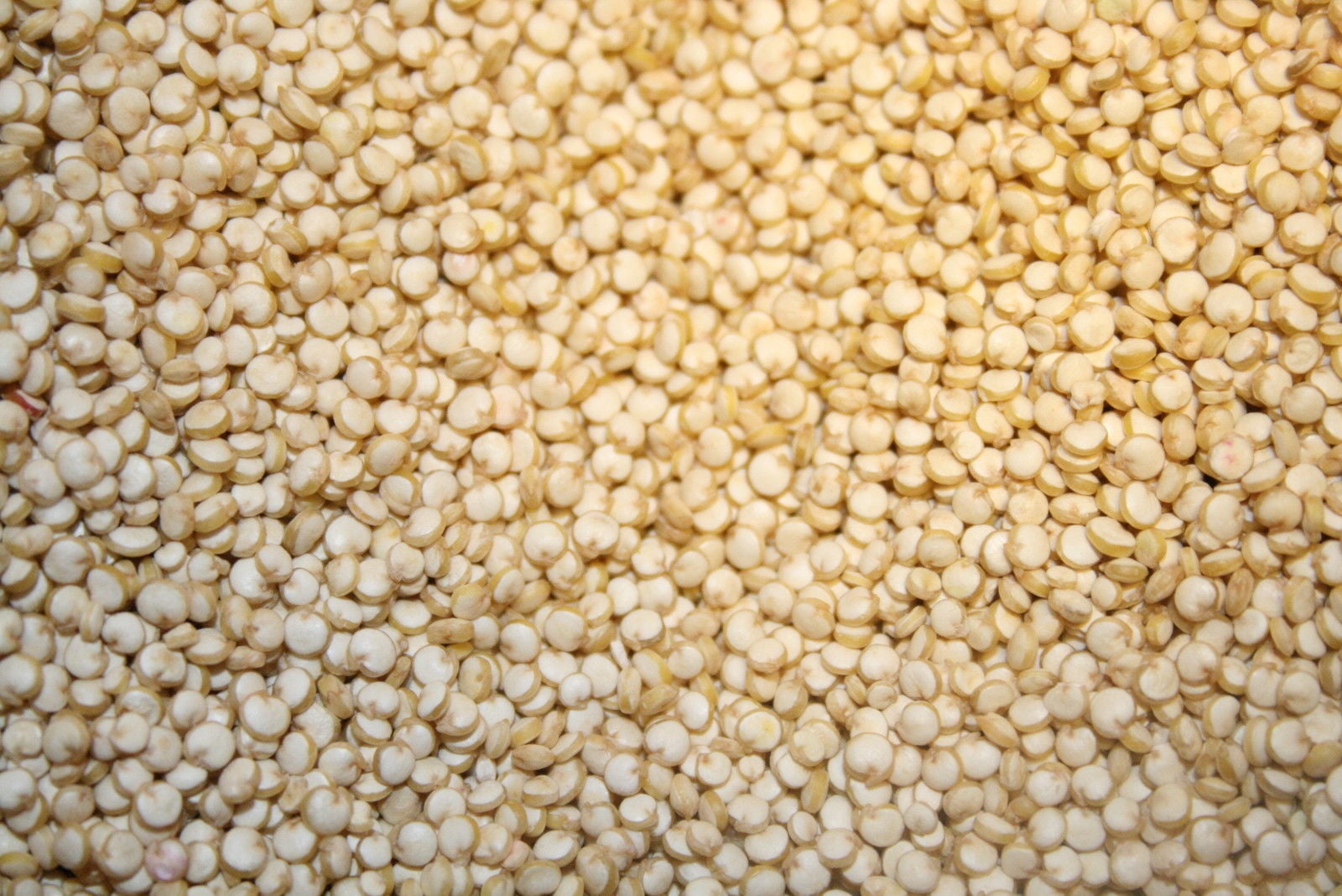 BAYSIDE CANDY QUINOA CERTIFIED ORGANIC, 1LB