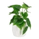 thumbnail image 4 of planta dec. blanca deluxe hoja grande, 4 of 6