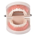 thumbnail image 2 of Standard Teeth Model Kids Teaching Study Supplies Adult Standard Typodont Demonstration Teeth Model, 2 of 6