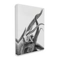thumbnail image 3 of Stupell Industries Air Plant Natural Texture Modern Black White Photography, 30 x 40,Design by Nick Saez, 3 of 5