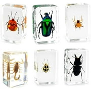 QTMY 6 Pack Insect in Resin Specimen Collection Paperweights for Office Desk,Christmas for Men Women Biology Science Teacher Education (1)