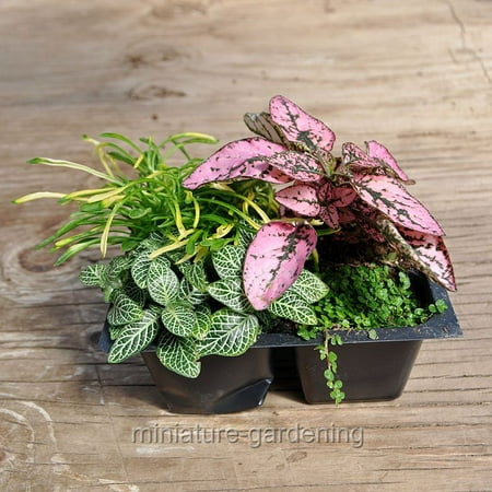 Terrarium and Shade Plant Assortment (Best Hanging Plants For Shade)