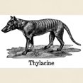thumbnail image 3 of CafePress - Thylacine T Shirt - Light T-Shirt - CP, 3 of 4