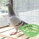 thumbnail image 3 of 2 unids resistente de aves cría cuenca de nido práctico carne paloma nido cuenca (verde), 3 of 6