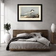 thumbnail image 3 of John James Audubon 32x23 Black Modern Wood Framed Wall Art Titled - Audubon Sandwich Tern, 3 of 6
