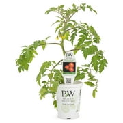 Proven Winners Vegetable QT Tomato Live Plants