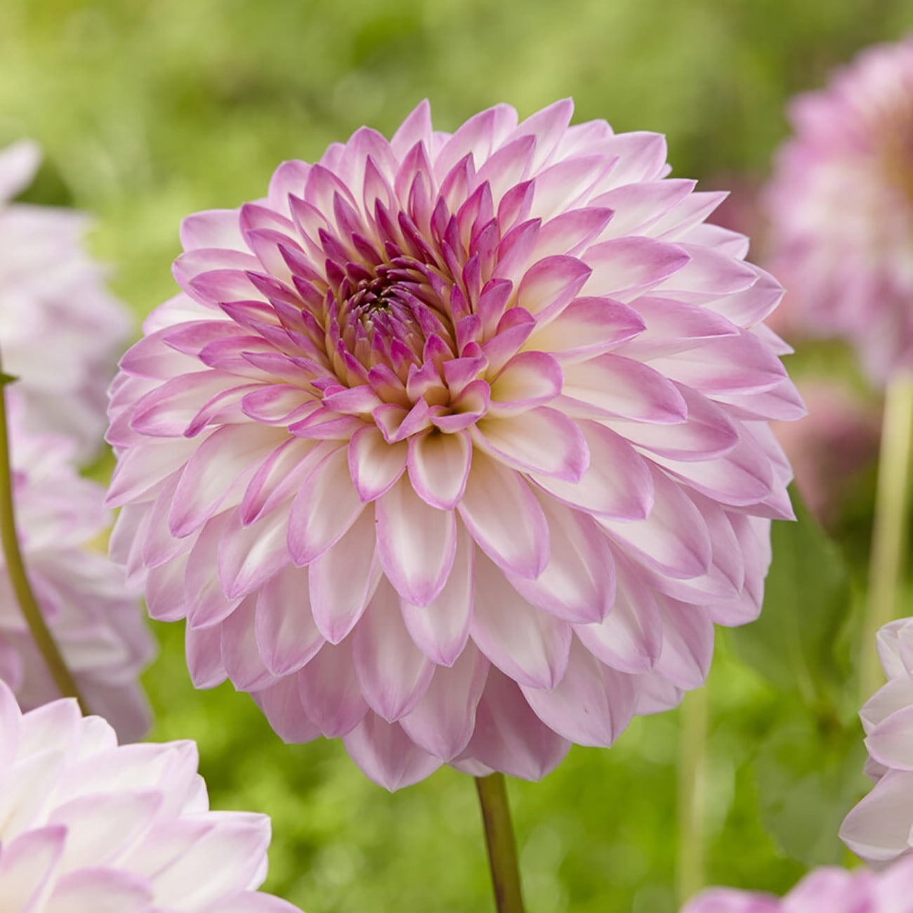 Van Zyverden Dahlias Seductive Arbawinnie Blend, 5 Bulbs, Multi-color, Full Sun, Annual, Flowering