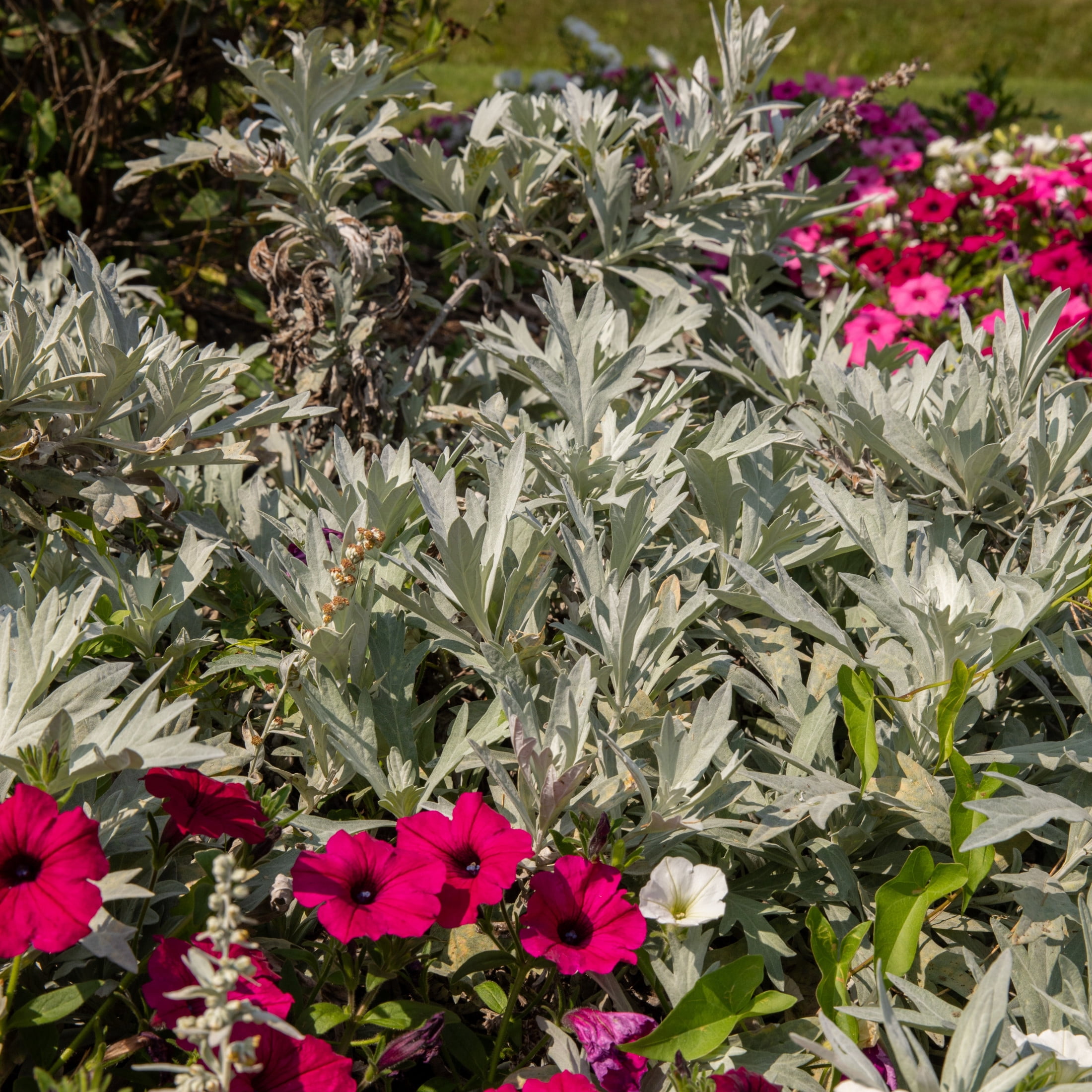 Proven Winners 6" Gray 'Silver Lining' White Sagebrush Live Plant in 6.5" Pot