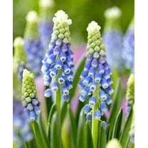 Julia Grape Hyacinth - Muscari - 8/9cm Bulbs - 12 Bulbs