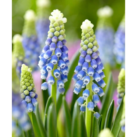 Julia Grape Hyacinth - Muscari - 8/9cm Bulbs - 12 Bulbs
