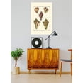 thumbnail image 2 of Pyrule Shells Poster - Denis Diderot Designs,, 2 of 3