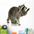 thumbnail image 1 of Raccoon 9 Months Procyon Wall Decal by Wallmonkeys Peel and Stick Graphic (48 in W x 45 in H) WM213774, 1 of 4