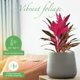 thumbnail image 5 of American Plant Exchange Cordyline 'Red Sister' Plant in 10" Pot, Hawaiian Good Luck Tree, Bright Indirect Light, Easy Care Indoors Outdoors, 5 of 7