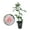 1 Plant, variant on Brides Dream Rose Bush - Live Starter Plant in a 2 Inch Pot - Beautifully Fragrant Hybrid Tea Rose from Florida - A Versatile Beauty with a Rich Fragrance