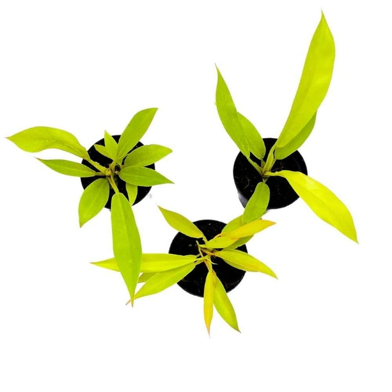 Philodendron Gergasi Golden, 2 inch Set of 3, Golden Saw Gergaji serratum  Tiny Mini Pixie Plants - Walmart.com