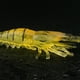 thumbnail image 5 of Advancent 6 uds. Cebo en forma de camarón, cebos de arrastre reutilizables, vivo, útil, práctico, señuelo de pesca, pulpo, calamar, lago de Pescar, 5 of 6