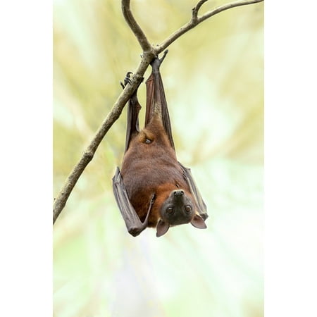 Framed Art For Your Wall Nature Australia Outdoor Wildlife Bat Framed Art For Your Wall Nature