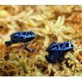 thumbnail image 4 of besgrow Sphaigne de Nouvelle-Zélande (100 Grammes), 4 of 5