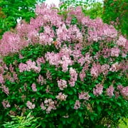 Minuet Lilac Deciduous Flowering Shrub, in a 1 gallon pot
