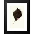 thumbnail image 2 of Edward Joseph Lowe 13x18 Black Modern Framed Museum Art Print Titled - Perilla Nankinensis (1867-1870), 2 of 5