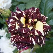Pemdas 20 Black Dragon Rose Plant Seeds, Variegated Blooms