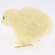 thumbnail image 4 of Simulación De Peluche shamjiam Figura Animal Pollo Relleno 9x6x6cm, 4 of 5