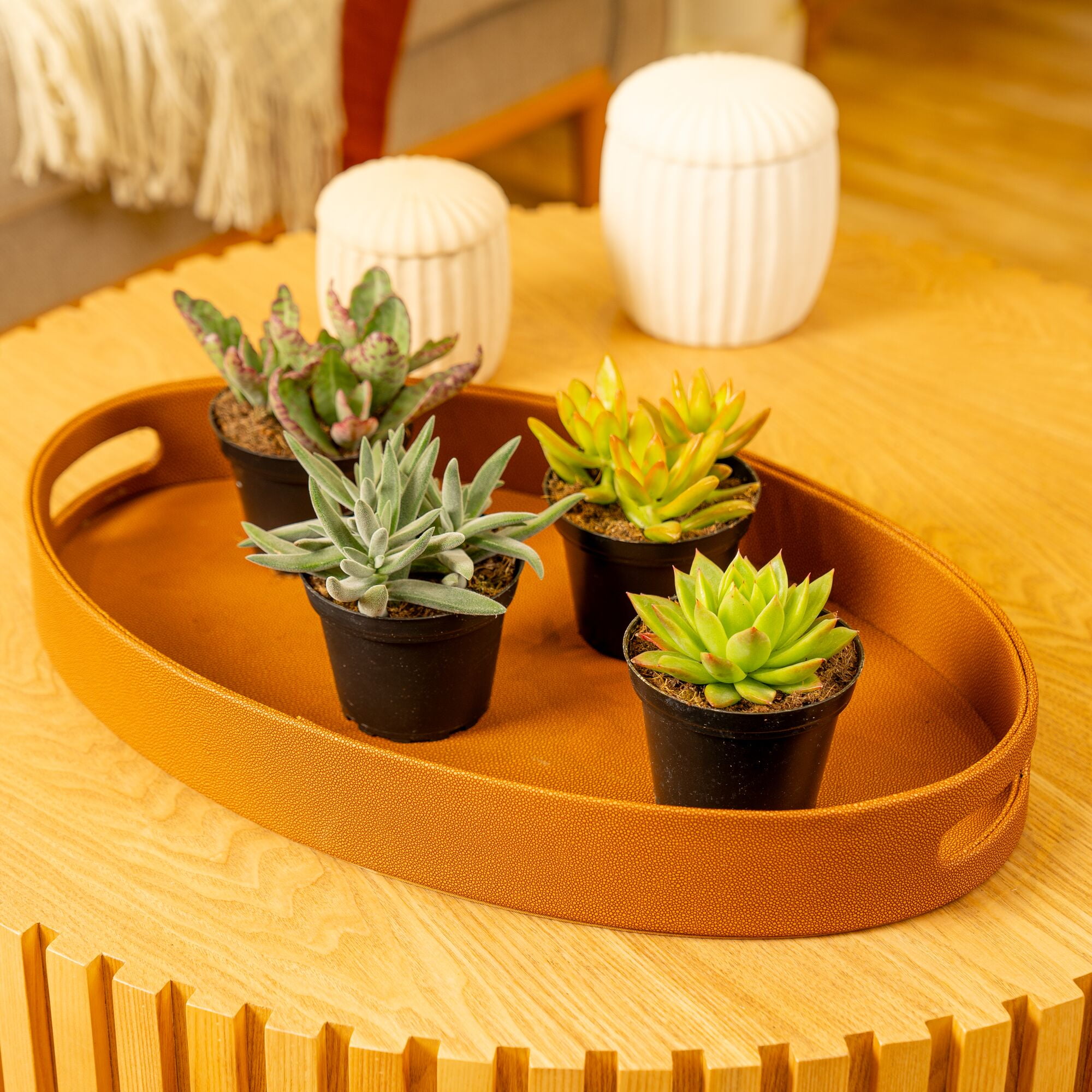 Costa Farms Desert Escape Live Indoor 5in. Tall Assorted Succulent; Bright, Direct Sunlight Plant in 4in. Grower Pot, 4-Pack