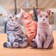 thumbnail image 5 of Gwong Juguete 50 cm Simulación linda Three-Dimension Cat Almohada Tiger Pattern Muñeca de peluche Juguete Gwong 30006985, 5 of 7