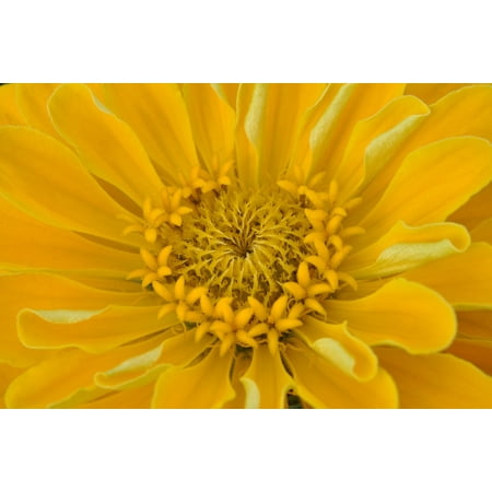- LAMINATED POSTER Macro Dahlia Close Yellow Petals Poster Print 24 x 36