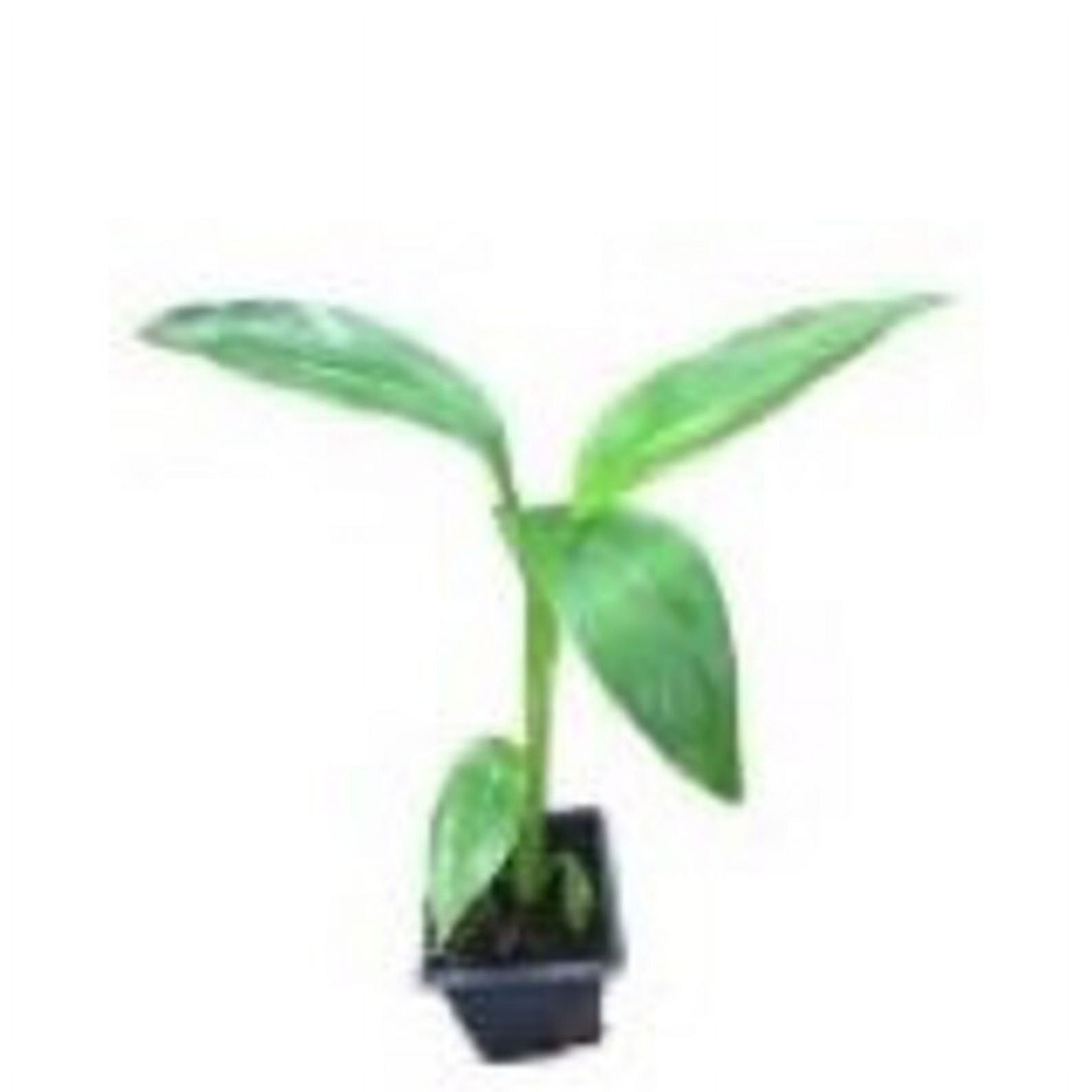 Daylily Nursery Hardy Banana Live Plant in 4" Pot
