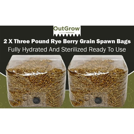 Rye Berry Grain Spawn Bags | 2-Pack of 3 Pound Bags | Ready for Inoculation