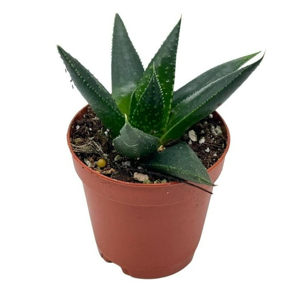 Aloe Aristata, Lace Aloe, Rare Haworthia, 2 inch, Torch Plant