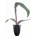 thumbnail image 3 of Purple Heart  3 Live Plants  Setcreasea Pallida Tradescantia  Blooming Wandering Vine Drought Tolerant Perennial Groundcover, 3 of 9