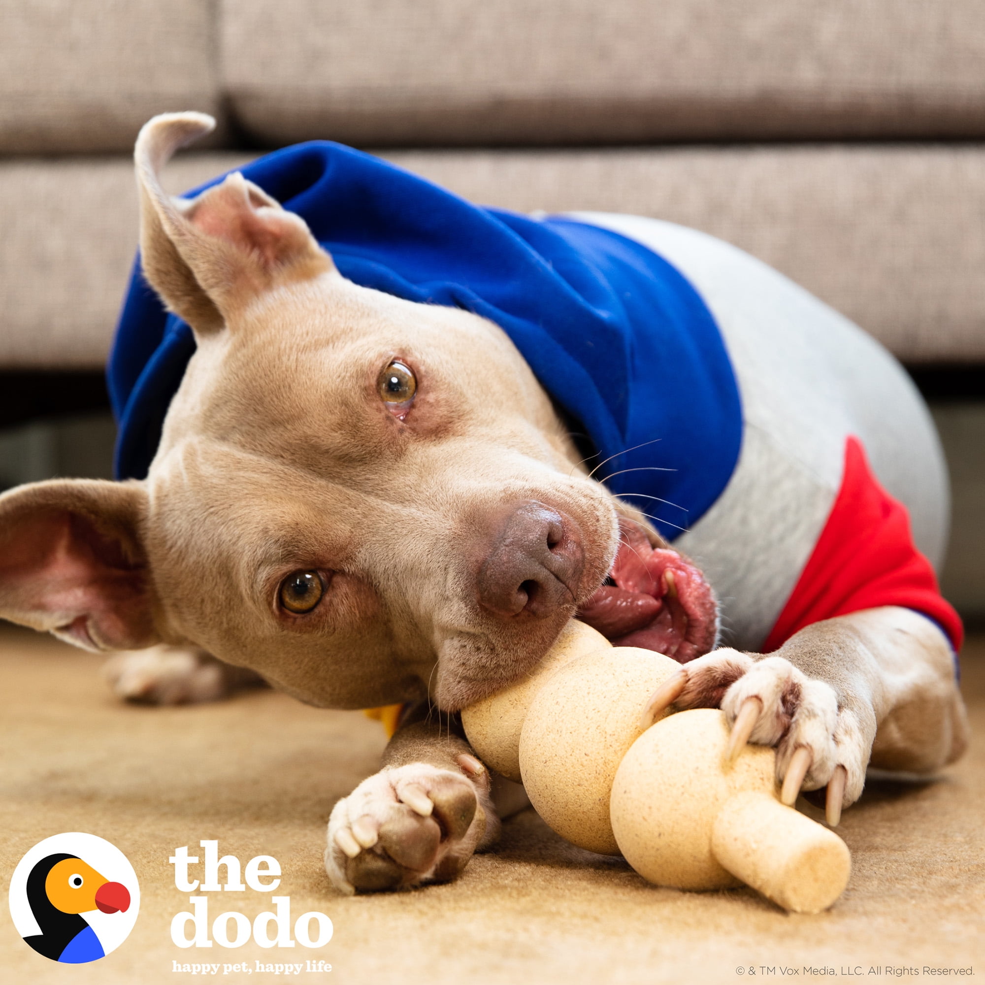 (3 pack) The Dodo 8" Nylon+ Bamboo Mix Peanut Butter Dental Dog Chew Toy, Dog Toy