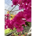 thumbnail image 4 of Pink Live Plant Bougainvillea Vine 6" Pot Trellis Fast Growing Full Sun NO CA, 4 of 5