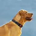thumbnail image 2 of Collar para Perro, Collar de Nailon Reflectante Ajustable clásico con Malla Transpirable Acolchada Suave para Perros medianos, M, Negro, 2 of 5