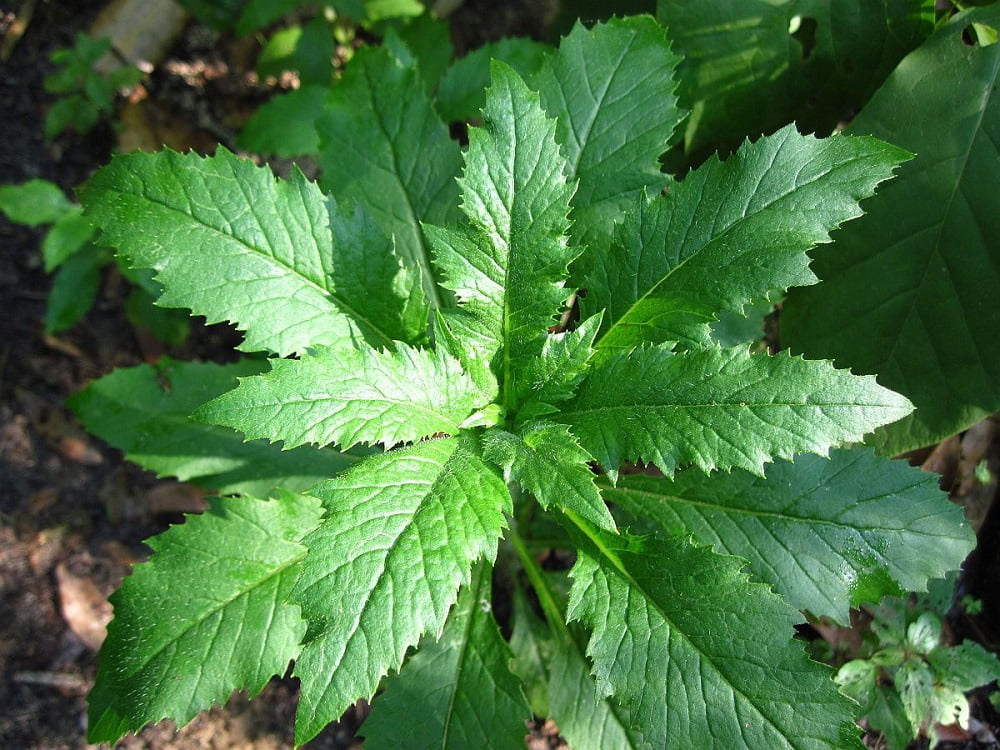 Epazote Herb 8 Plants Chenopodium