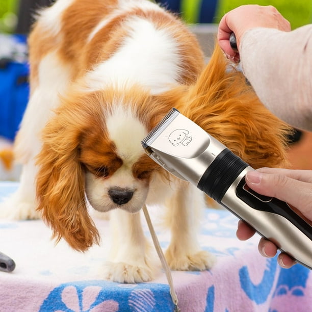 Tondeuse pour chien  Achat Hygiène et soin pour chien sur Rue du