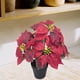 thumbnail image 5 of Planta de Pascua artificial navideña Plantas artificiales Flores artificiales en maceta Navidad 5 cabezas, 5 of 9