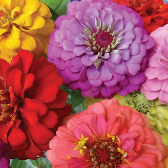 Ferry-Morse 1G Zinnia Mini-Zini Mixture Annual Flower Seeds Full