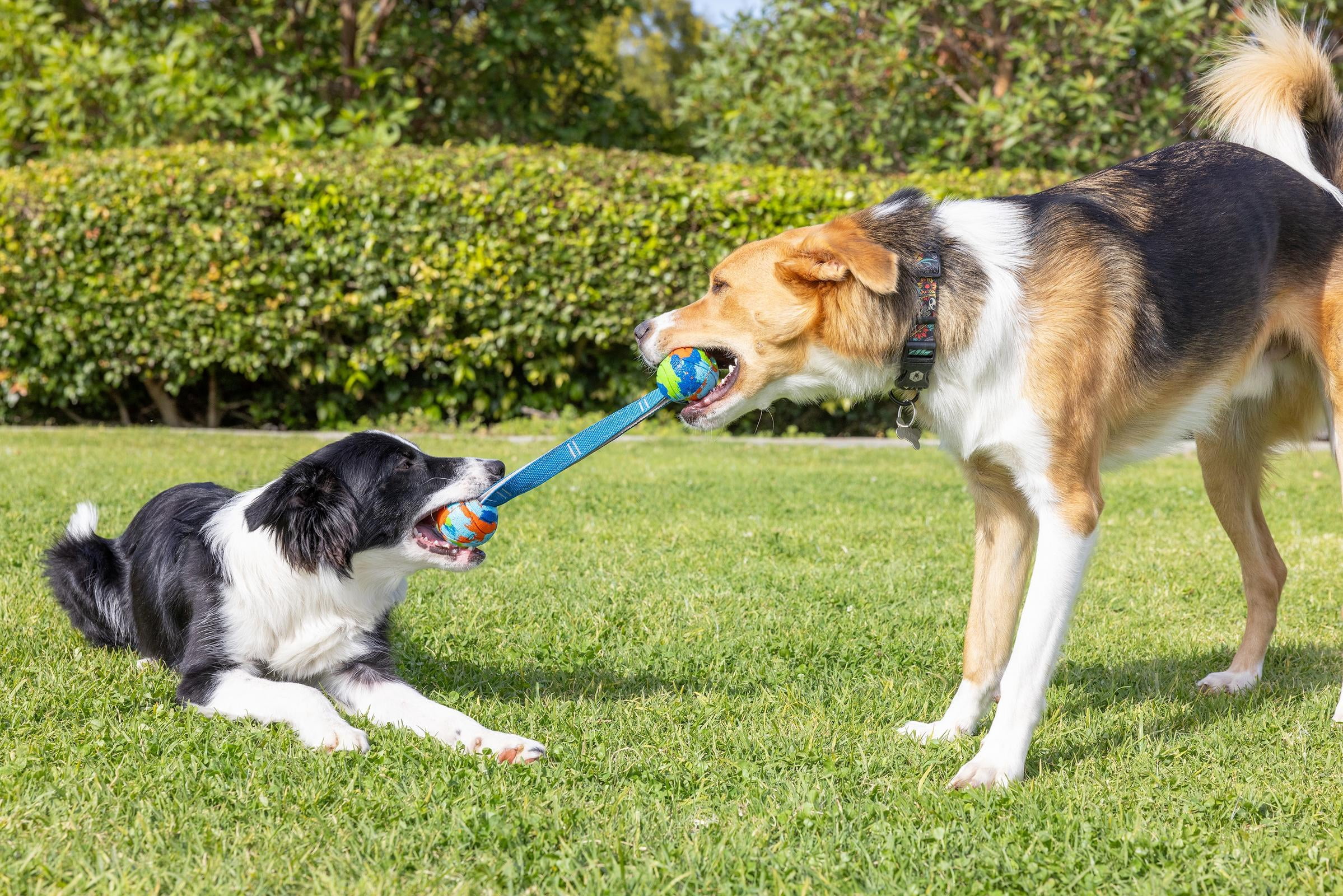 Chuckit! EcoFetch Ultra Duo Tug Recycled Rubber Dog Ball Fetch Toy for Dogs, Medium 2.5" for Pets 20 to 60 lbs, Pack of 1