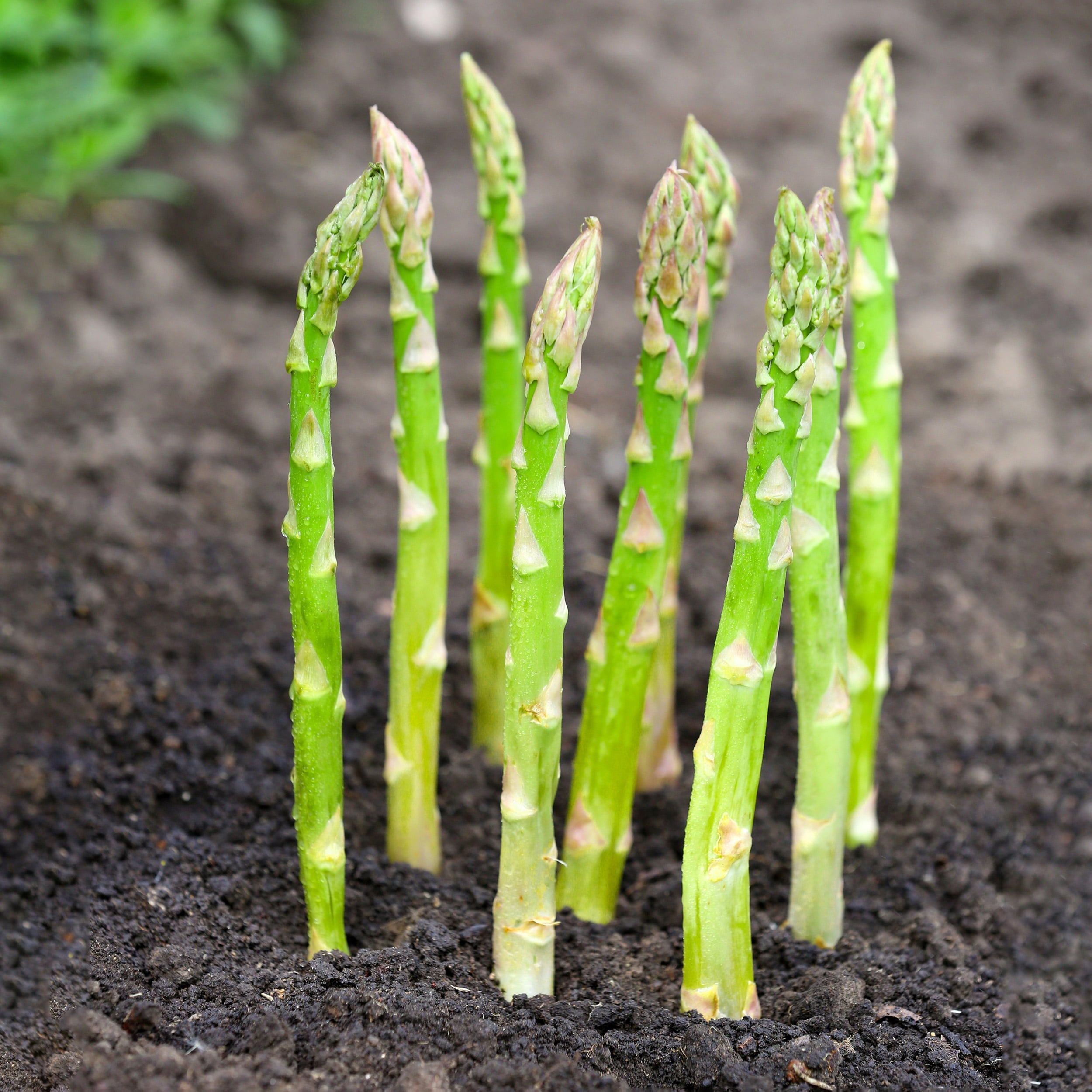 Grow More Asparagus - Alabama Cooperative Extension System