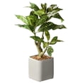 thumbnail image 1 of National Arbre RAS-PU637H30L-1 11 Po Croton Tronc Arbre avec 30 Feuilles en Pot&44; Vert, 1 of 1