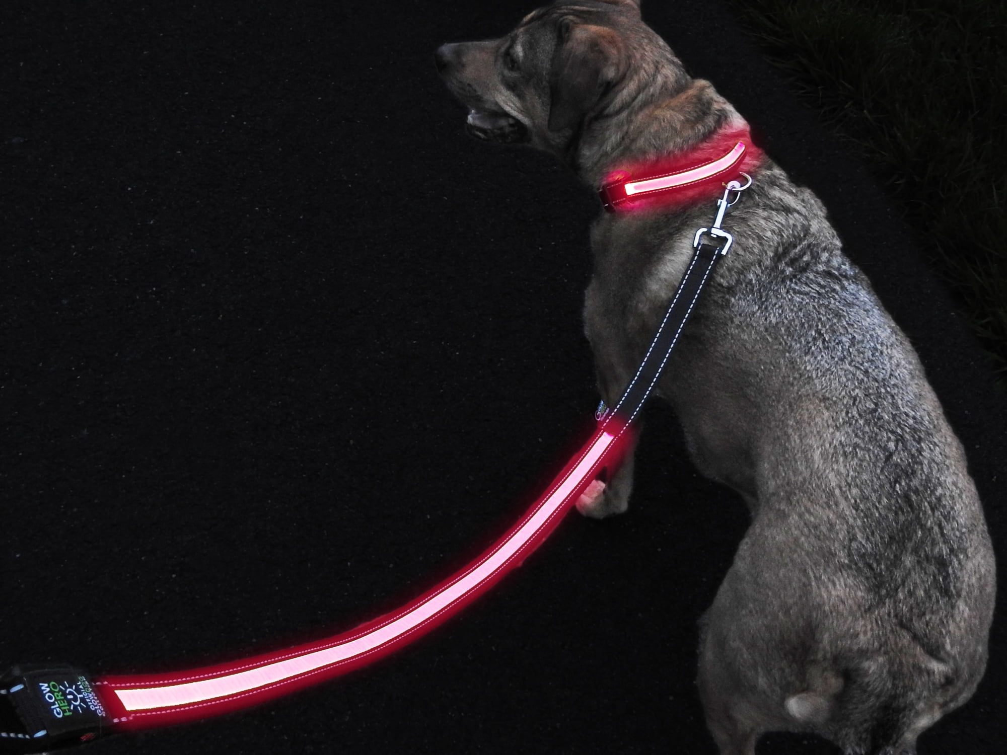 light up dog leash walmart
